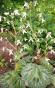 Stockrose schwarz