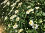 Saxifraga stolonifera, 3 Sorten 