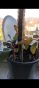 Weihnachtskaktus - Schlumbergera - gelb