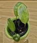 Schmucklauchsamen Goldlauch Allium molly