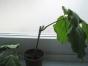 Monstera Dubia