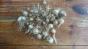 Schmucklauchsamen Goldlauch Allium molly