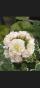Koreanische Rosen Pelargonie "Uiato Ringu"