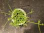 Rhipsalis Jungpflanze