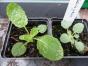 Salvia ...