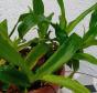 Schmucklauchsamen Goldlauch Allium molly