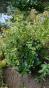 Ziererdbeere, Indische Scheinerdbeere