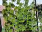 Rückticket für Gartenzauber