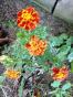Tagetes Bolero