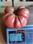 Zucchini Patisson  Sunburst