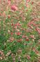 Wiesenknopf Sanguisorba Pink elephant ...