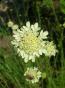 Scabiosa ochroleuca – Gelbe ...