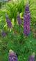 Blaue Lupine