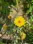 Ringelblume