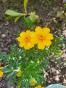 Tagetes Bambino