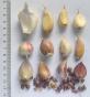 Knoblauch ...