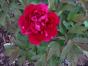 Strauchpäonie Baumpfingstrose -Tree Peony