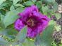 Wilde Marille, wilde Aprikos