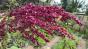 Rote Melde