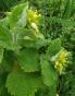 Gold-Braunwurz , Mohnbr&ouml;tchenblume 