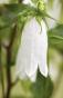 Campanula Punktata "ALBA" Rarit&auml;t