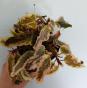 Begonia Dainty Spray Sports variegata 