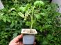 4 St. Tomaten-Jungpflanzen