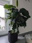 Spuckpalme - Samen