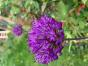 5 Allium ca 60 cm hoch