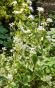  Lunaria variegata wei&szlig;e Bl&uuml;te