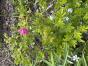 Kartoffelrose Rosa rugosa