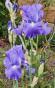 Hohe Schwertlilie Iris winterhart