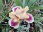 Iris barbata nana"Hamburger Michel"