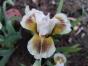 Iris barbata nana "Muggles"