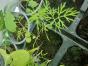 Dill