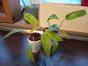 Philodendron Painted Lady