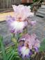 Iris Lovley Dawn, Kepple + Zugabe