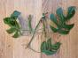 Mini Monstera