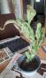 Opuntie variegata 