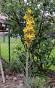 Asphodeline lutea Jungpflanze