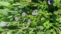 Kugelblume