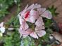 Miniatur Pelargonie "Vectis Volcano"