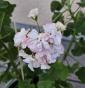 Zwerg-Pelargonie "Olivias Fr&uuml;hling"