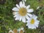 Margeriten Samen