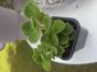 Kubanische Oregano
