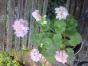 Pelargonie "Friob Woods" erw. Pflanze