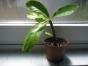 Laubkaktus Pereskia grandifolia