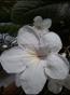 Streptocarpus bew. Blatt