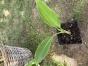 Goldene Lotusbanane