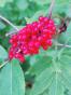 Roter Hollunder